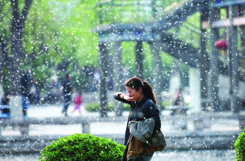 如何预防柳絮过敏